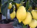 Citronnier en pot, chargé de citrons jaunes. Un bon engrais citronnier a permis cette belle récolte.
