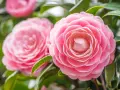 Deux camélias japonais roses éclosent, leurs pétales délicats formant des spirales parfaites.