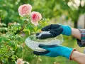 Mains gantées tenant un bol d'engrais pour rosier près de magnifiques roses roses.
