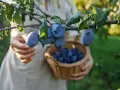 Main d'une personne récoltant des prunes mûres sur un arbre. Un panier en osier est rempli de fruits. La taille prunier est parfaite pour la récolte.