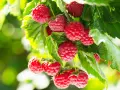 Gros plan sur des framboises mûres sur une branche, prêtes à être cueillies. Un bon engrais framboisier assure une récolte abondante.