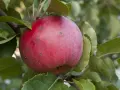 Pomme rouge sur une branche, présentant des marques de tavelure. Les feuilles vertes entourent le fruit, créant un tableau naturel.