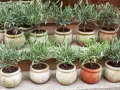 Plusieurs jeunes oliviers en pot, prêts à être plantés. Ces boutures d'olivier promettent de futurs arbres majestueux.