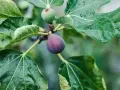 Figues mûres et vertes sur une branche, entourées de feuilles humides. Le **chancre du figuier** peut affecter ces fruits.