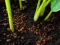 Jeunes pousses d'avocatier dans un terreau enrichi de marc de café, promesse d'une croissance vigoureuse.