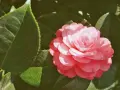 Une belle camélia fleur rose, aux pétales délicats, s'épanouit au milieu de feuilles vertes luxuriantes.