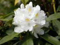 Gros plan sur un magnifique rhododendron blanc aux pétales délicats et aux taches jaunes. Idéal pour planter un rhododendron dans votre jardin.
