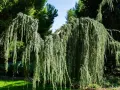 Un magnifique saule pleureur nain aux branches tombantes, créant un rideau végétal luxuriant dans un jardin verdoyant.