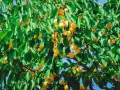 Abricots mûrs sur une branche, sous un ciel bleu. Les feuilles vertes contrastent avec les fruits orangés, malgré les signes de moniliose abricotier.