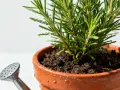 Un petit arrosoir argenté près d'un pot en terre cuite contenant un romarin frais, prêt pour son arrosage.