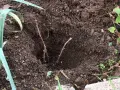 Deux boutures de cassis plantées dans la terre, prêtes à prendre racine et à offrir de futurs fruits.