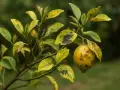 Un citronnier trop arrosé montre des feuilles jaunies et tachées de noir, avec un fruit unique sur la branche.