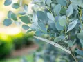 Ciseaux argentés prêts pour la taille eucalyptus. Les feuilles bleutées et le soleil créent une ambiance douce.