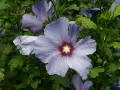 Fleurs bleues d'hibiscus, dont une au premier plan avec un cœur rouge profond. La taille Althea est mise en valeur par la nature.