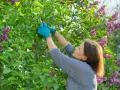 Une femme en gants bleus taille un lilas en fleurs pour faire une bouture.