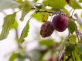 Une prune saine à côté d'une autre affectée par la maladie prunier, recouverte de pustules jaunâtres.