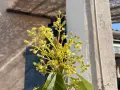 Grappe de petites fleurs jaunes d'un avocatier, annonçant les futurs fruits.