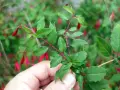 Une main tient une bouture de fuchsia aux feuilles vertes et aux fleurs rouges pendantes.