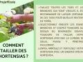 Comment et quand tailler les hortensias : conseils pour des fleurs éclatantes. Une main coupe une tige avec un sécateur.