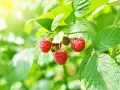 Des framboisiers remontants gorgés de soleil, prêts à être cueillis. Leurs fruits rouges brillent au milieu des feuilles vertes.