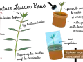 Illustration montrant comment préparer une bouture de laurier rose. Une tige est coupée, puis mise en pot et recouverte d'un sac plastique.