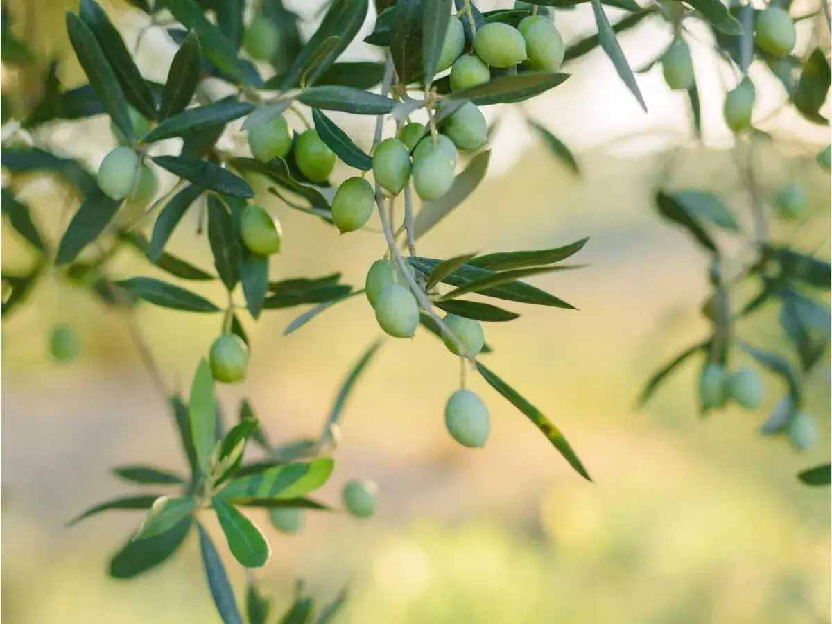 Des olives vertes sur un olivier, prêtes pour la récolte. Le moment idéal pour savoir quand tailler un olivier.