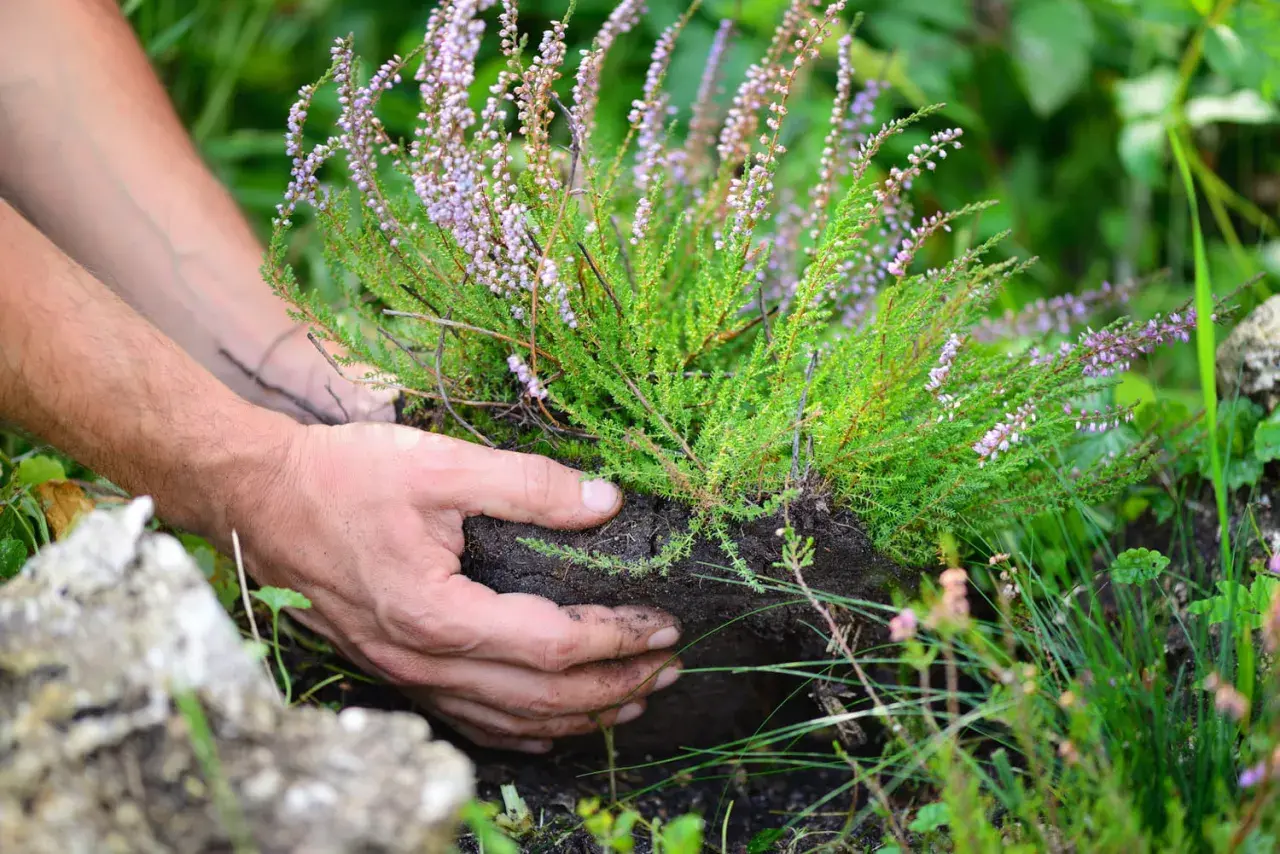 Mains plantant une bruyère aux délicates fleurs roses dans la terre.
