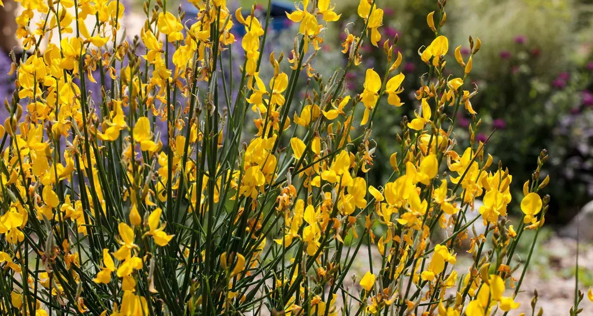 Un buisson de genet sauvage, ses fleurs jaunes vives illuminent le paysage.