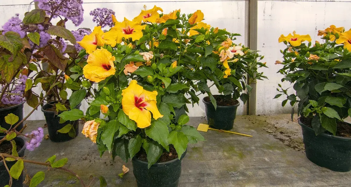 Des hibiscus jaunes éclatants, malgré le froid, semblent défier l'hibiscus hiver. Des fleurs violettes ajoutent une touche de couleur.