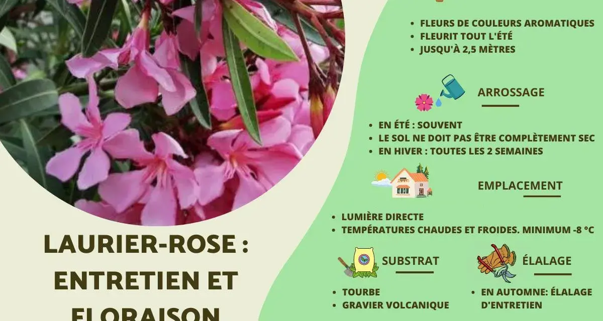 Laurier-rose : entretien et floraison. Guide pour prendre soin de cette plante aux fleurs roses parfumées.