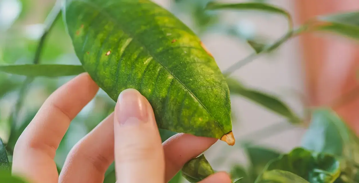 Main d'une personne examinant une feuille de citronnier, dont le vert est parsemé de taches jaunes, signe d'un besoin de soins.