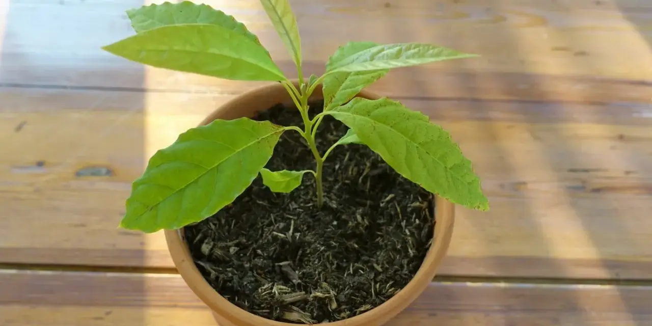 Jeune plant d'avocat en pot, plein d'espoir. Combien de temps pour avoir un avocat fruit ? Patience !