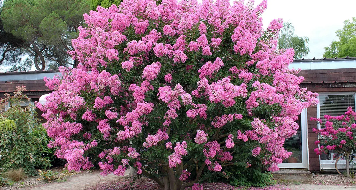Un lilas des Indes au feuillage persistant explose de fleurs roses vives. Des pétales tombés forment un tapis coloré au pied de l'arbuste.