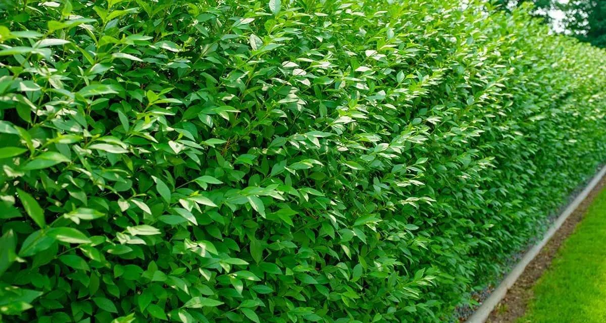 Un mur végétal dense et luxuriant de troène, parfait pour créer une haie naturelle et verdoyante.