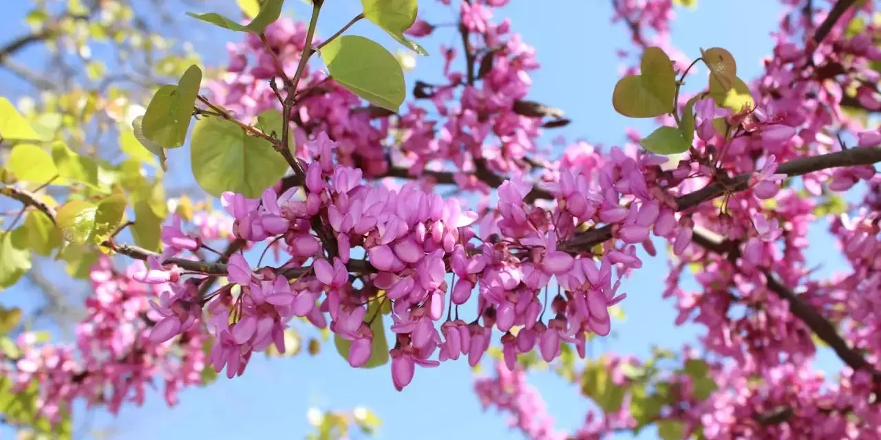 Rameaux d'un arbre de Judée en pleine floraison, avec des grappes de fleurs roses vives et quelques feuilles vertes tendres, sous un ciel bleu clair.