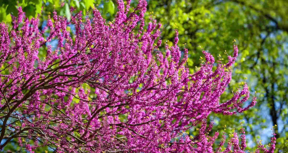 Un arbre de Judée en pleine floraison, ses branches chargées de fleurs roses vives contrastent avec le feuillage vert tendre et le ciel bleu.