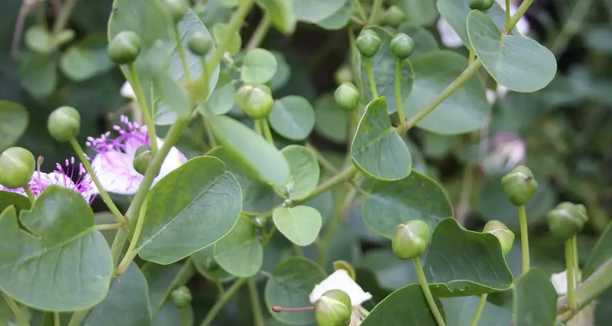 Gros plan sur des boutons de câpres verts et des fleurs mauves sur une plante en pleine culture.