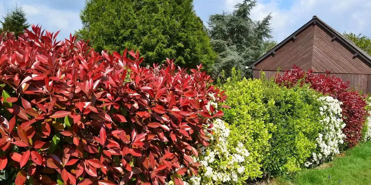 Un magnifique parterre de photinias aux feuilles rouges vives, avec des arbustes verts et blancs. L'arrosage est essentiel pour leur éclat.