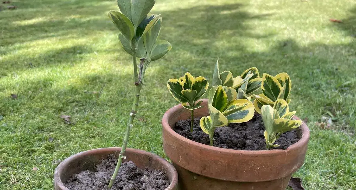 Deux boutures de fusain, l'une plantée seule dans un pot, l'autre en groupe dans un pot plus grand, sur fond d'herbe verte.