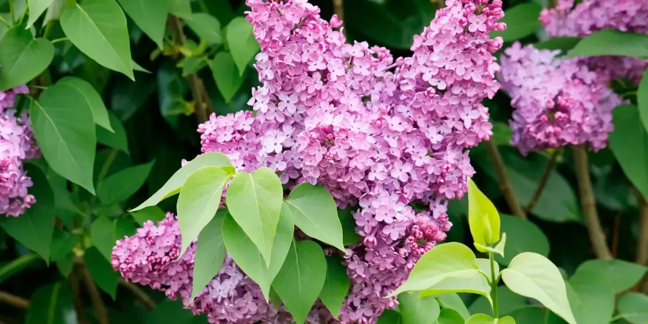 Gros plan sur une grappe de fleurs de lilas violettes et roses, avec des feuilles vertes vives. La taille lilas est parfaite pour un bouquet printanier.
