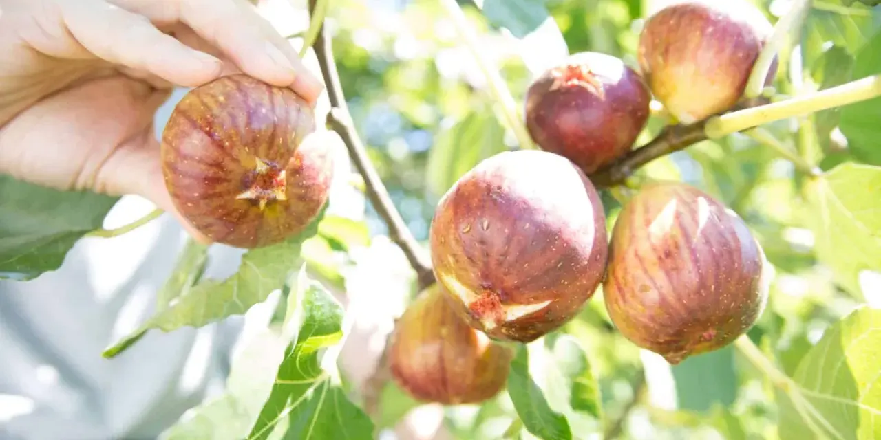 Main d'une personne récoltant des figues mûres sur un figuier. L'un des inconvénients du figuier est que les fruits peuvent attirer les guêpes.