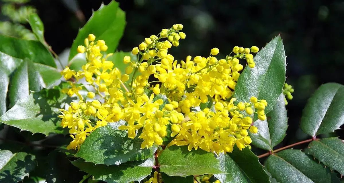 Grappe de fleurs jaunes vives sur un mahonia aux feuilles vertes dentelées. La taille du mahonia est impressionnante, avec des grappes florales généreuses.