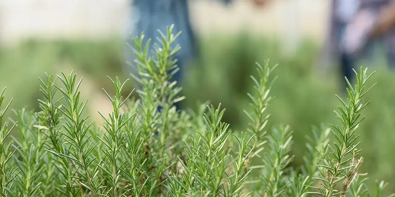 Des brins de romarin frais, prêts à être plantés, avec deux personnes se tenant la main en arrière-plan flou.