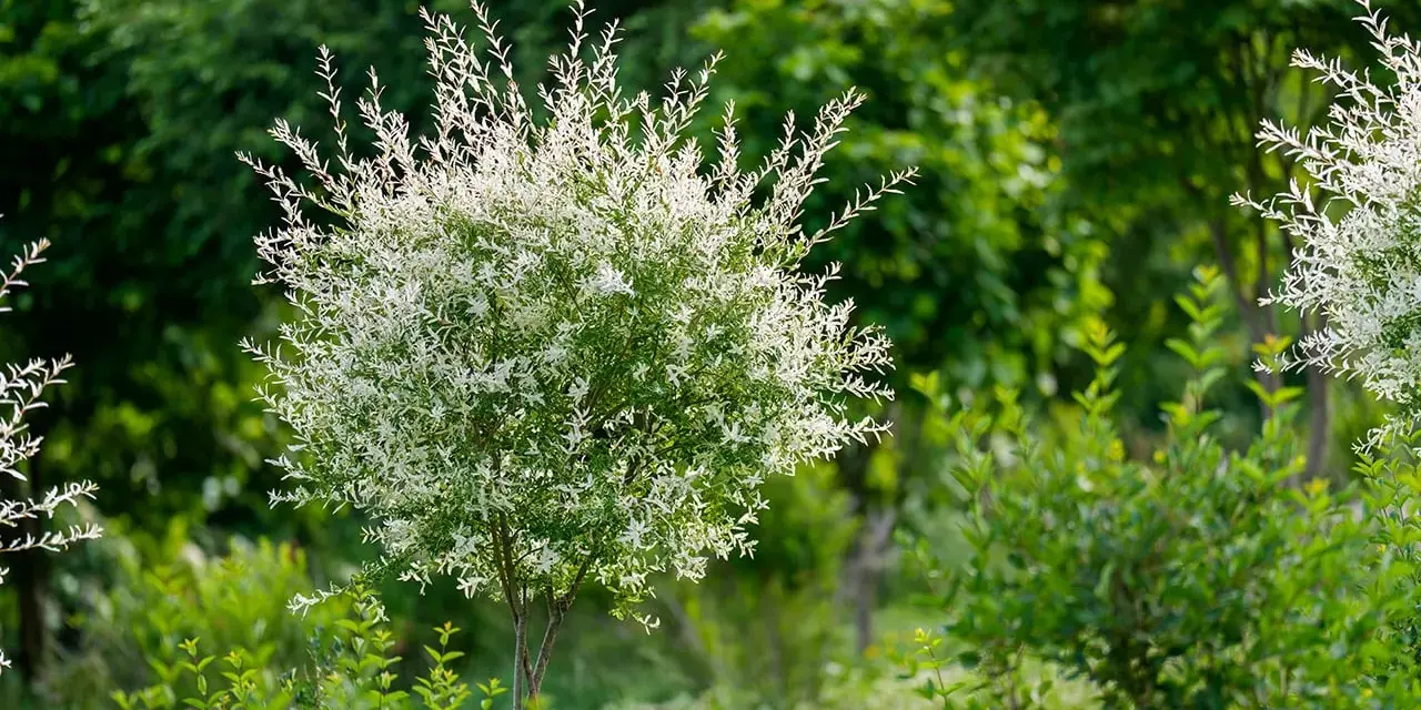 Un jeune saule crevette, avec ses feuilles blanches et vertes, s'épanouit dans un jardin luxuriant.