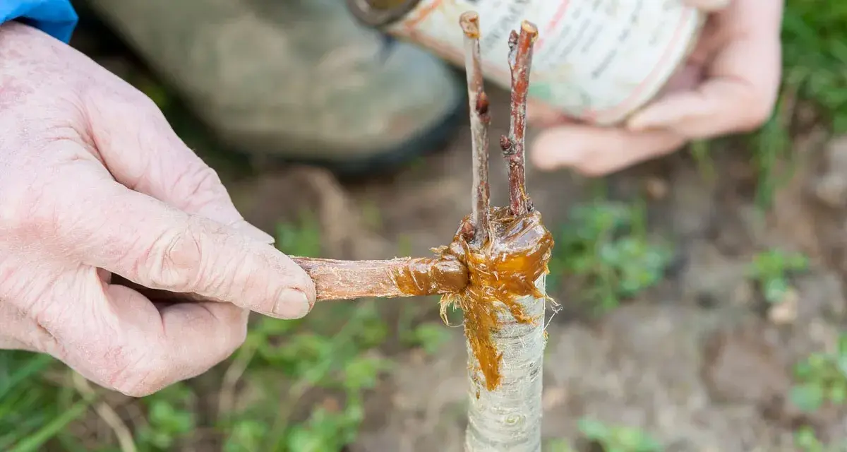 Application de mastic de greffage sur un jeune cerisier. C'est le bon moment quand greffer un cerisier pour assurer sa reprise.