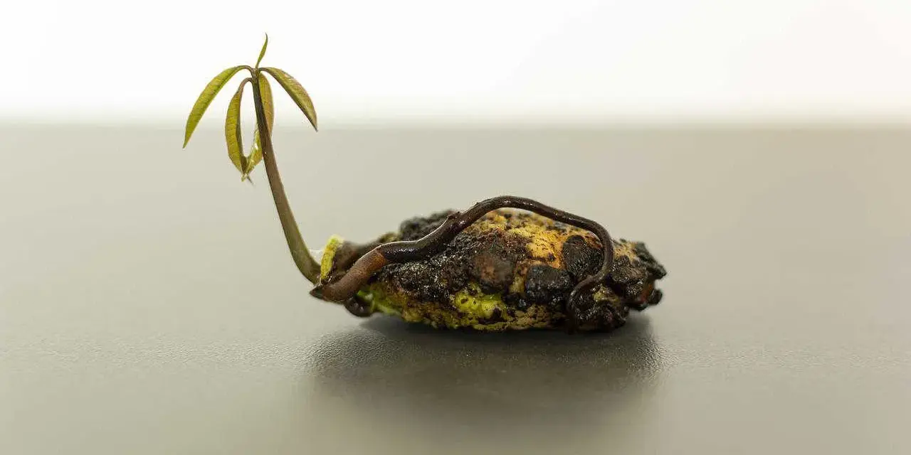 Un jeune plant de manguier émerge d'un noyau de mangue, ses premières feuilles vertes se déployant timidement.