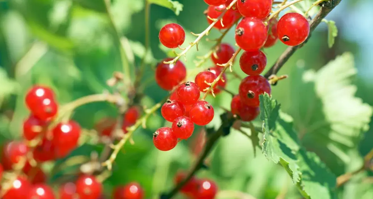 Groseilles rouges mûres sur une branche. Le moment idéal pour savoir quand tailler un groseillier est après la récolte.
