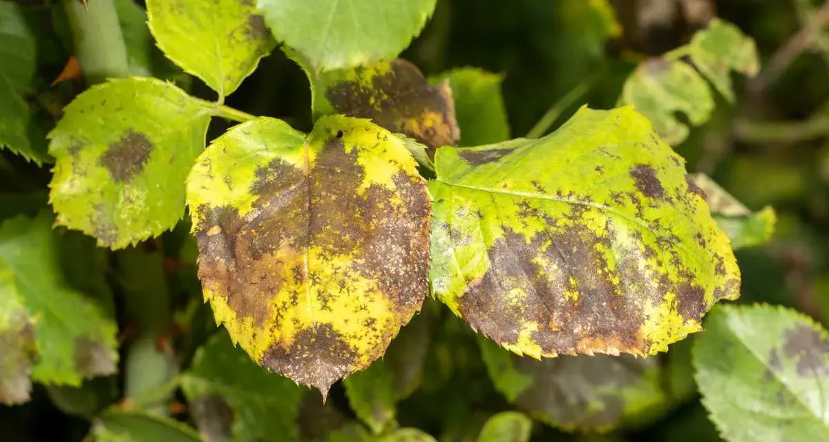 Feuilles de rosier atteintes de taches noires, signe qu'il faut savoir comment traiter les rosiers pour les sauver.