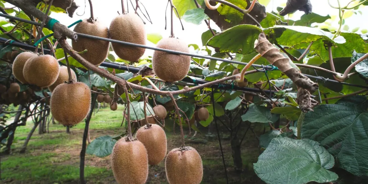 Gros kiwis mûrs pendent des branches, prêts à être récoltés. La taille du kiwi en hiver est une étape clé pour la future récolte.