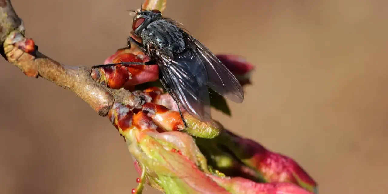 Mouche du cerisier sur un bourgeon. Le sulfate de fer, utilisé pour le traitement du sol, pourrait aider à prévenir les infestations.